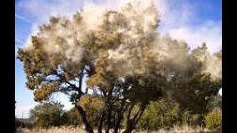 Tree on Fire from Juniper tree Pollen