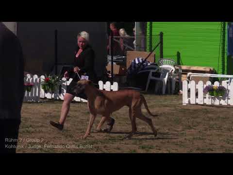 Video: Nädala koerakooslus - hr. Doggie