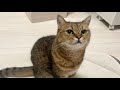 どこに行ってもちょこちょことついてくるネッコが可愛すぎて…