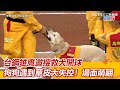 中職／台鋼雄鷹邀搜救犬開球　狗狗看到球和草皮大失控！場面萌翻｜三立新聞網 SETN.com