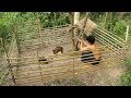 Primitive Wonder: Rescue Wild Pig From Hole And Building Wild Pig House