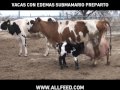 GAV ALLFEED # 07 10 VACAS CON EDEMAS SUBMAMARIOS EN EL PERIPARTO