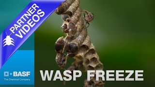 Wasp Freeze - Wasp & Hornet Killer Aerosol Spray