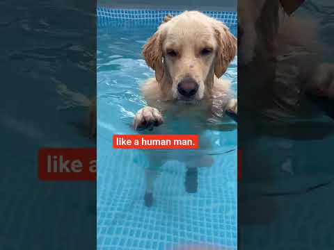 (reworked repost) oatmeal’s pool origin story #PoolTime #WeirdDog #SwimmingDog
