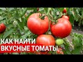 Как найти вкусные томаты