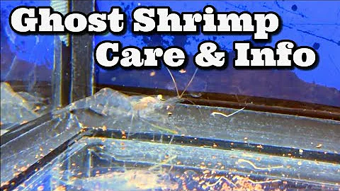 Ghost Shrimp Care & Information - How to Keep / Care for Ghost Shrimp - Glass Shrimp
