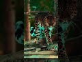 Amazon forest #jungle #nature #wildlife #jaguar #tiger #travel #youtube #shorts #adventuretravel
