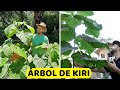 El Árbol que PUEDE CAMBIAR EL MUNDO?🌏|🌳 Árbol EMPERATRIZ o del FUTURO 🌳 | Cuidados del KIRI