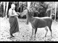 Ajahn chah  the fountain of wisdom