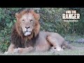 Ormoti Lion Pride At Sunset | Lalashe Mara Ripoi Safari
