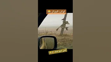 تشبع ضحك مع الشعب الجزائري Shorts Funny Funnyvideo 