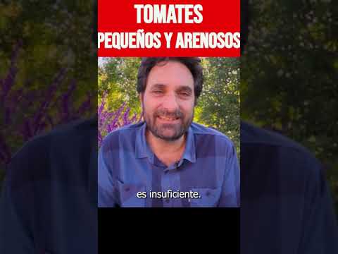 Video: Por qué los tomatillos son pequeños: Razones por las que los tomatillos son pequeños en el jardín