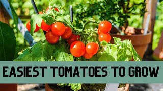 The Secret Third Tomato Type - No Hassle DWARF Tomatoes