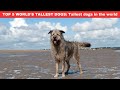 TOP 5 WORLD&#39;S TALLEST DOGS: Tallest dogs in the world