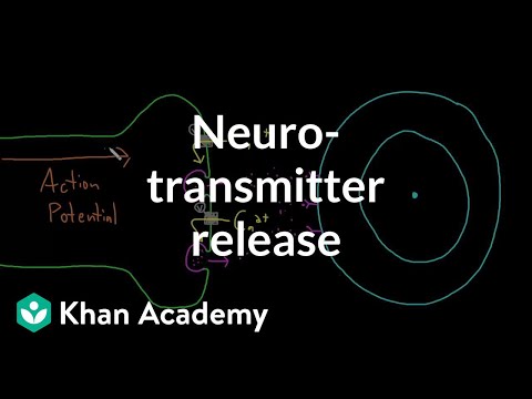 Video: Hvilken nevrotransmitter syntetiseres og frigjøres av raphe-kjernene?
