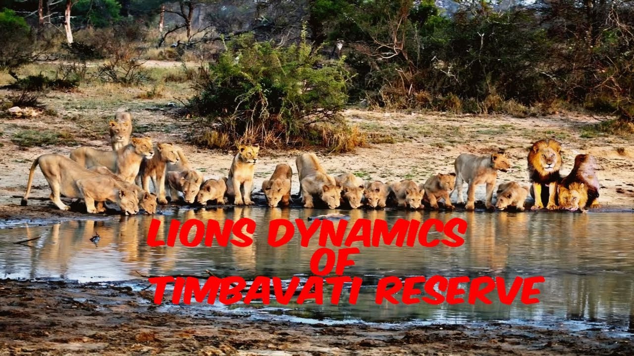 Lion Dynamics of Timbavati Private Nature Reserve | January 2025