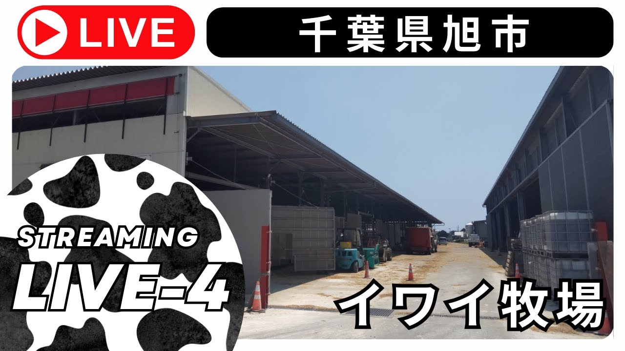 イワイ牧場せんば牛LIVEカメラ-4