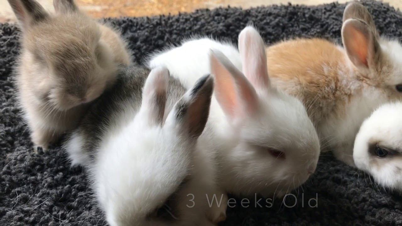Baby French Angora Rabbits In Indiana - YouTube