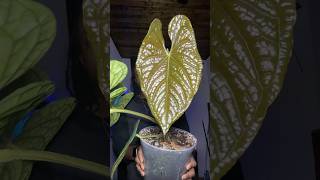 New leaf 🍃🖤 #lux #planttok #plantcollection #plantupdate #houseplants