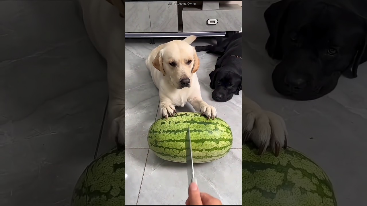 Cute Helper Dog 😍❤️