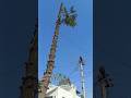 #coimbatore #Christmas #tree #cutting #content #number #9080437857 #kovai #service #covai #best