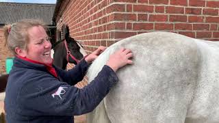 Core Stability Reflex Exercises for Horses
