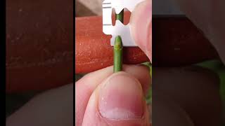 ग्राफ्टिंग कैसे करें | पौधों में गुट्टी बांधना इतना आसान #shorts #gardening #grafting