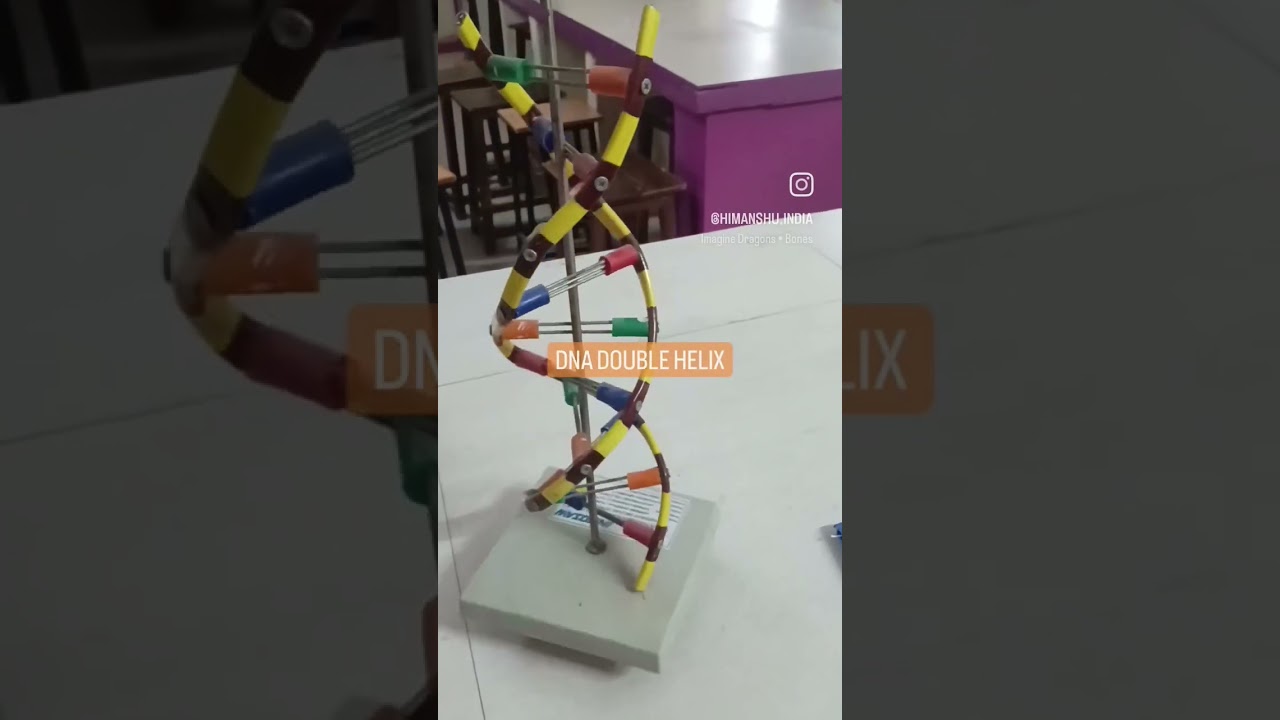 DNA DOUBLE HELIX MODEL