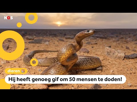 Video: Giftige slangensoorten