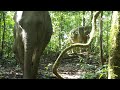 Elephant herd with a baby and sole males caught on Elephant Hills’ camera traps in Khao Sok