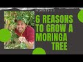 6 reasons to grow a moringa tree in your backyard