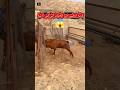 التيس الأدهم حالة من الجنون Goat Animals Shorts 
