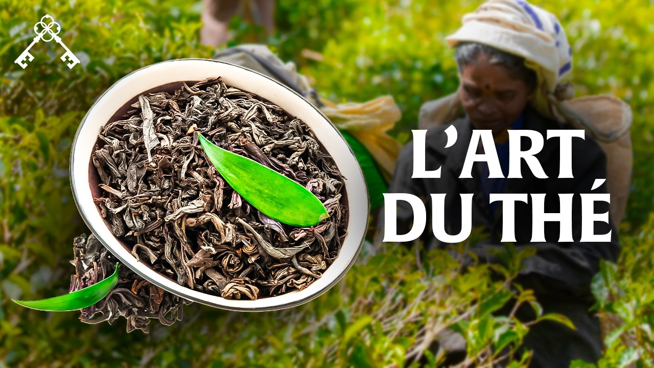 Malawi, Vietnam, Népal : à la recherche des thés les plus rares | Trésors du Patrimoine
