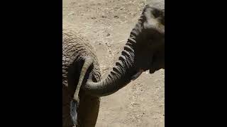 An elephant wants to mate with his girlfriend/فيل يريد تزاوج معا صديقته 🐘