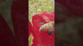 Buzzing with Fun  5 Amazing Bee Facts!