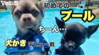 デカチワワ Youtube