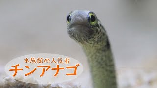 チンアナゴ ～すみだ水族館～ - YouTube