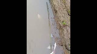Pasang Jaring Di Sungai Pedalaman Kalimantan Auto Siapkan Karungsadrii2557sadri Ijaring Ikan