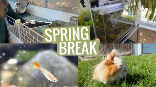 Spring Break Vlog | Lots Of Spot Cleaning