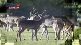 Download lagu OBB : Jendela Wisata (20??-20??)