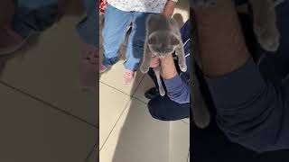 Ipekin Epic Epic Pamuk Dorin A Denek My Kartalda