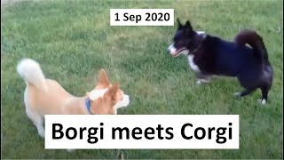 1 Sep 2020 - Titch the Borgi meets Corgi