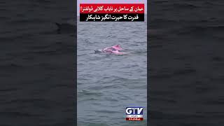 Rare Pink Dolphins Off The Coast of Oman | Video Goes Viral On Social Media | GTV