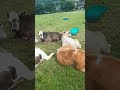 Best Cow Ever