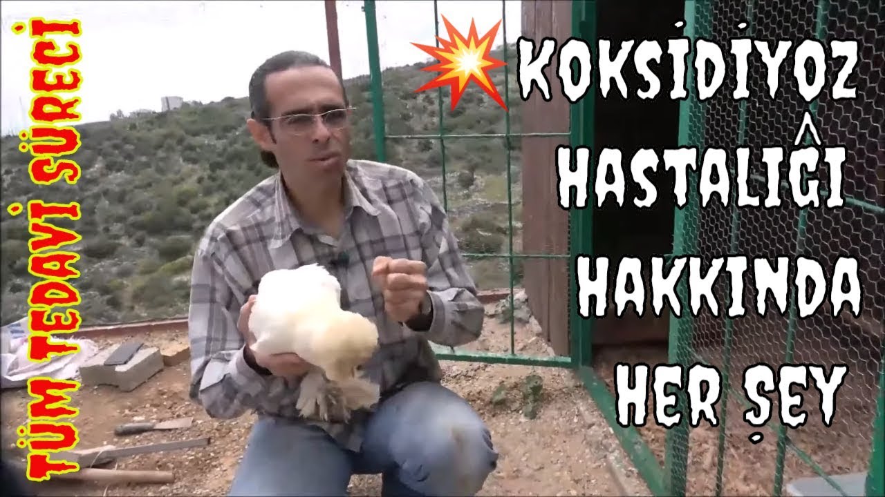 Kanatlı Hayvanlarda Koksidiyoz Hastalığı (Belirtileri, Yayılma Nedenleri ve Tedavi Yöntemleri)
