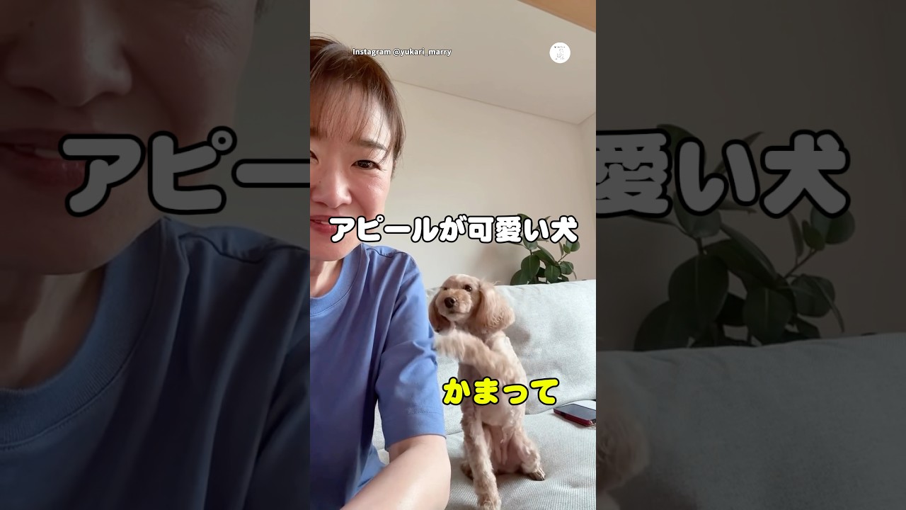 かまってアピールするのに目が合うとそっぽ向く犬😂　　#犬　#いぬ　#面白い犬 #犬のいる暮らし #かわいい犬