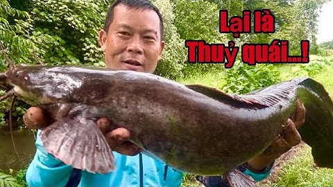 Điểm Câu Cá Rô Quá Êm , Con Cá Trê Này Quá Già / Large freshwate fish