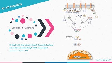 NF-κB Signal Pathway