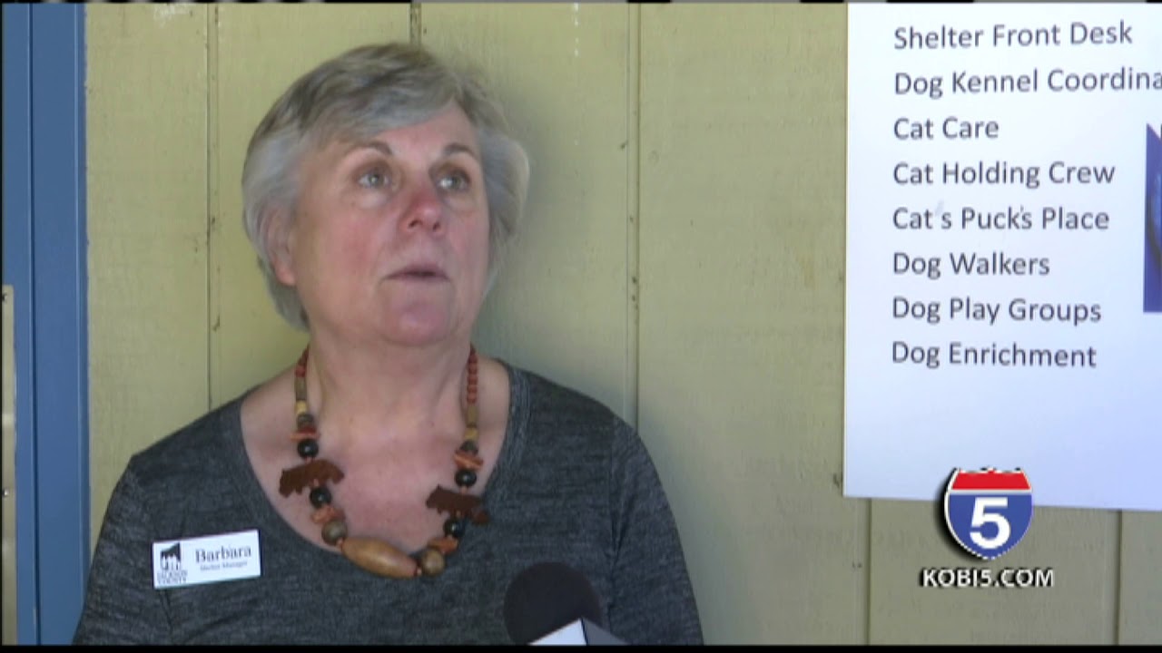 Changes To Jackson County Animal Shelter Youtube