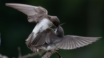 Tree Swallow Parenting in Action: Hungry Young Adults Are Delivered Dragonflies